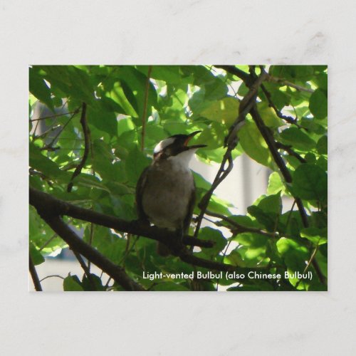 Singing Bird Chinese Bulbul Postcard