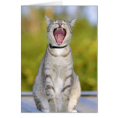 Singing Cat (Front)