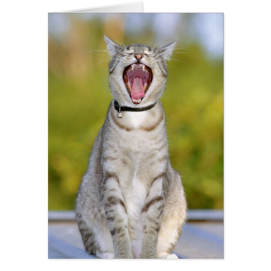 Singing Cat Cards (Front)
