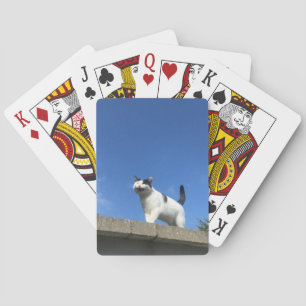Singing Cat Playing Cards Singing Cat