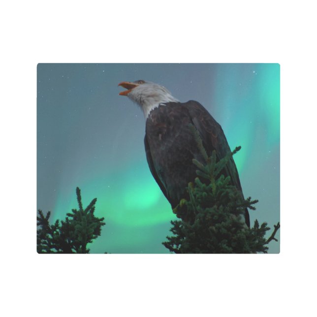 Singing for the Northern Lights Alaska Metal Print (Front)
