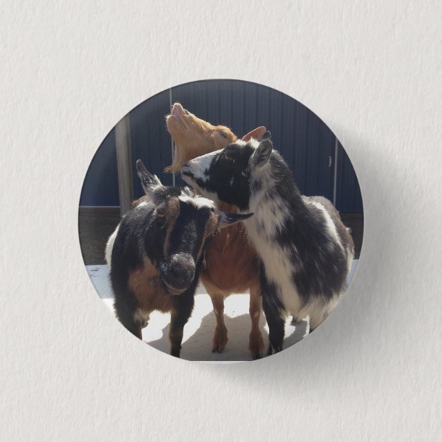 Singing Goats Button (Front)
