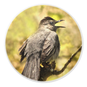 Singing Gray Catbird Ceramic Knob