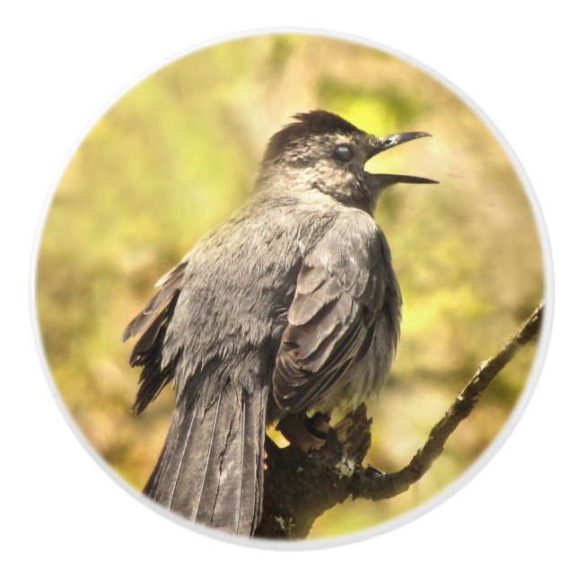Singing Gray Catbird Ceramic Knob (Front)