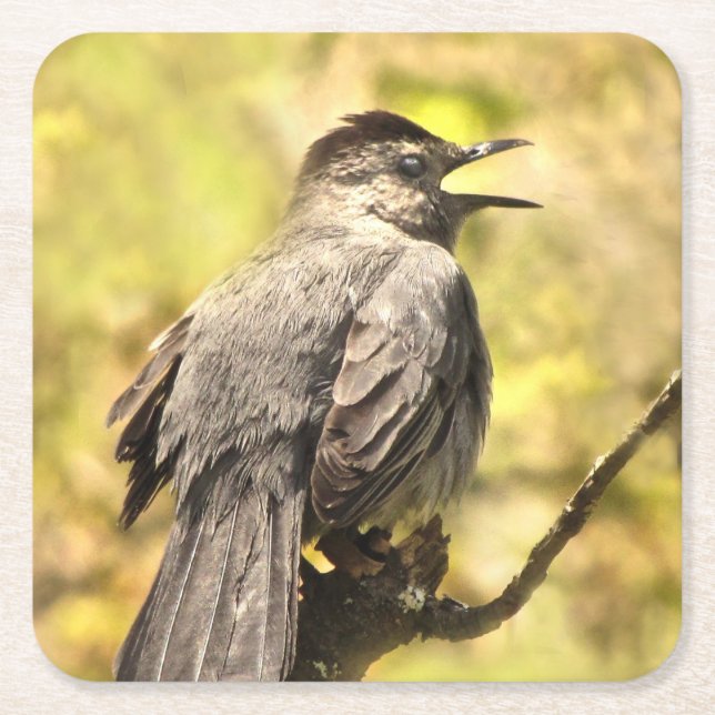 Singing Gray Catbird Coasters (Front)