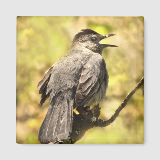 Singing Gray Catbird Magnet