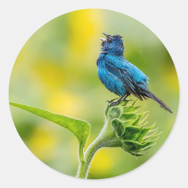 Singing Indigo Bunting Classic Round Sticker (Front)