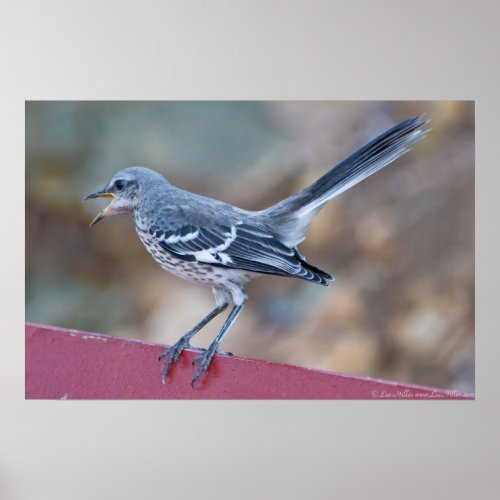 Singing Juvenile Northern Mockingbird Poster