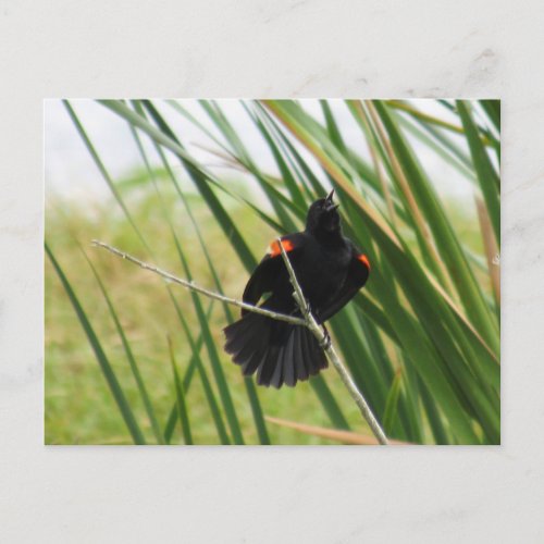 Singing Red_Winged Blackbird Photo Postcard