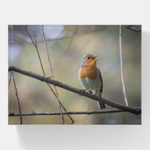 Singing Robin Nature Photo Paperweight