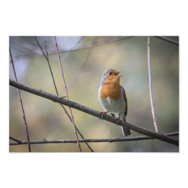 Singing Robin Nature Photo Print (Front)