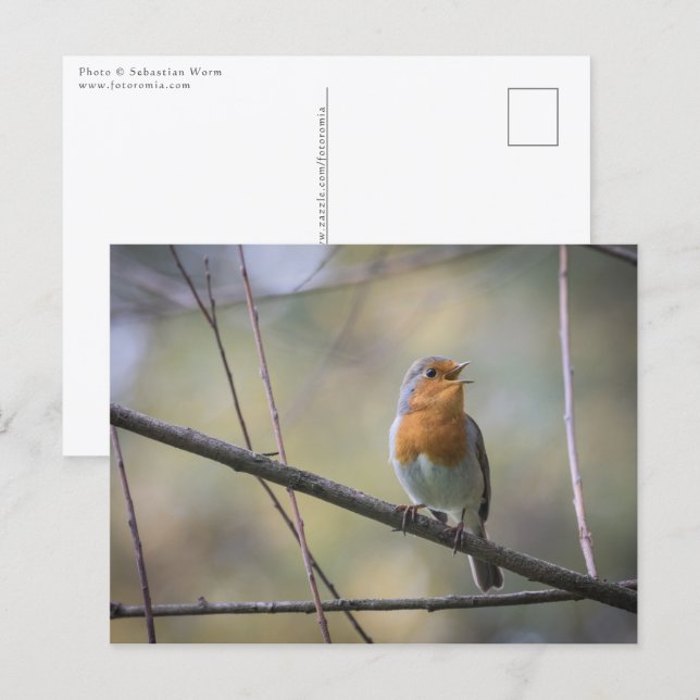 Singing Robin Photo Postcard (Front/Back)