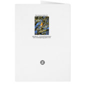 Singing Robin, Stourhead (Back)