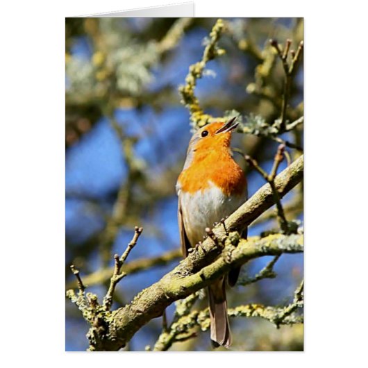 Singing Robin, Stourhead Cards (Front)