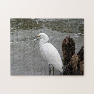 Singing Snowy Egret