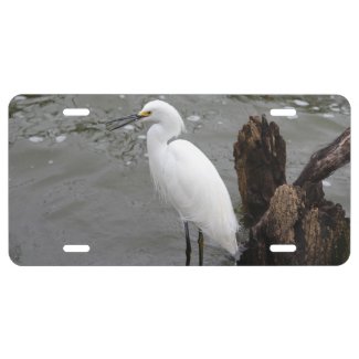 Singing Snowy Egret