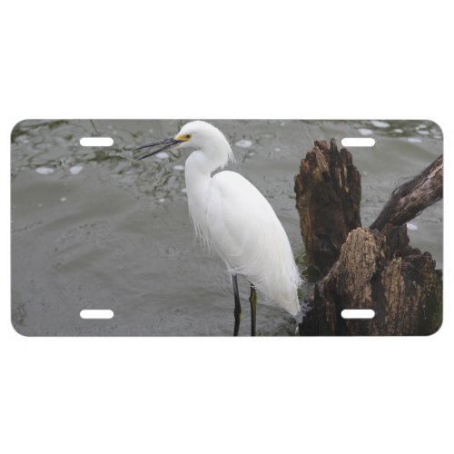 Singing Snowy Egret License Plate