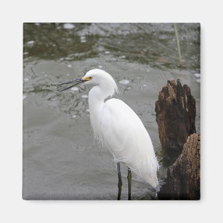 Singing Snowy Egret