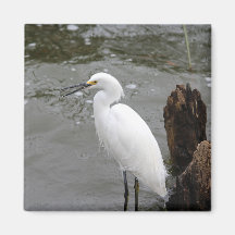 Singing Snowy Egret