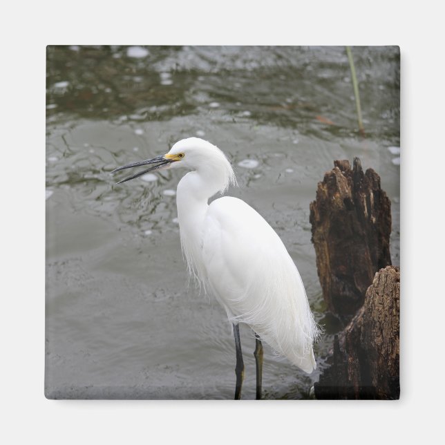 Singing Snowy Egret Magnet (Front)