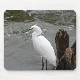 Singing Snowy Egret