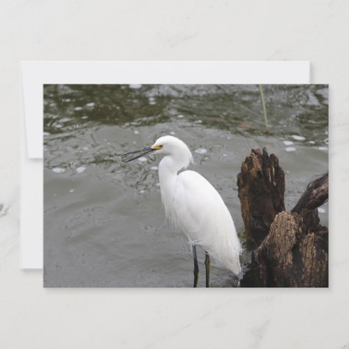 Singing Snowy Egret Note Card