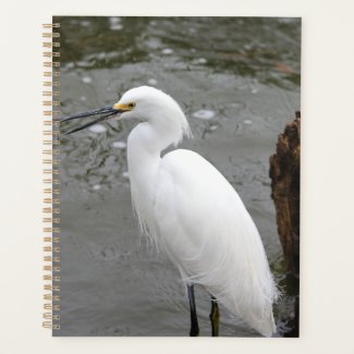 Singing Snowy Egret