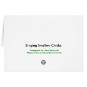 Singing Swallow Chicks - Cards (Back Horizontal)