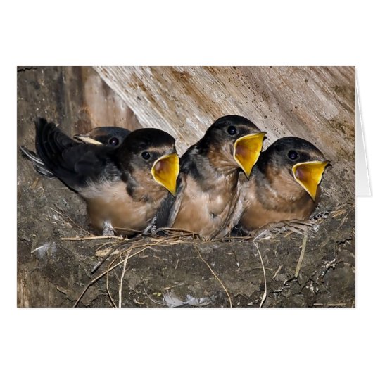 Singing Swallow Chicks - Cards (Front Horizontal)