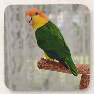 Singing White Bellied Caique Parrot Beverage Coaster