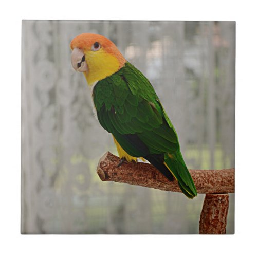 Singing White Bellied Caique Parrot Ceramic Tile