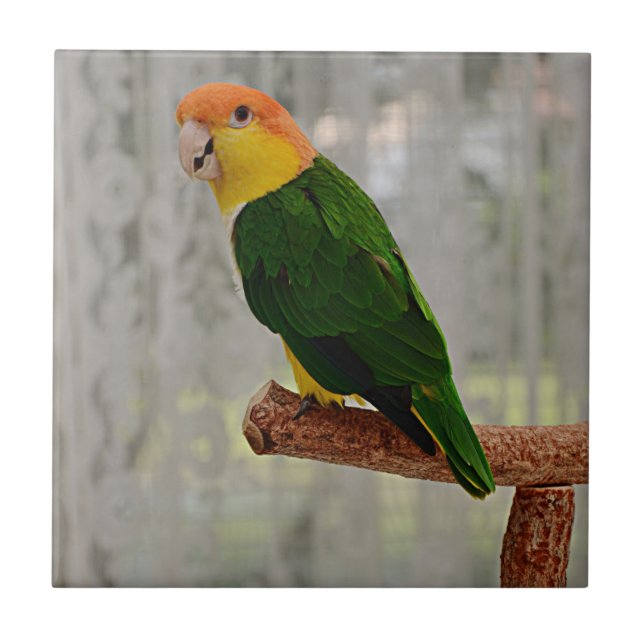 Singing White Bellied Caique Parrot Ceramic Tile (Front)