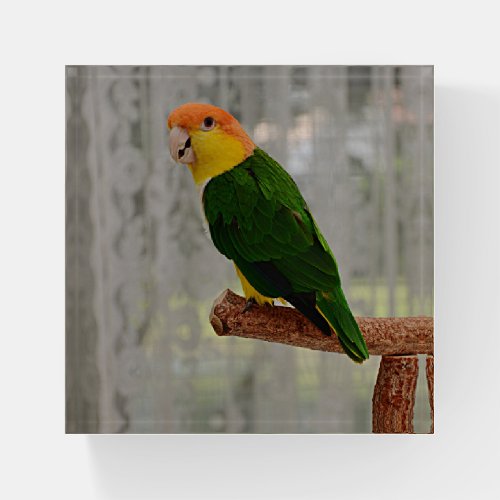 Singing White Bellied Caique Parrot Paperweight