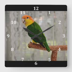 Singing White Bellied Caique Parrot Square Wall Clock