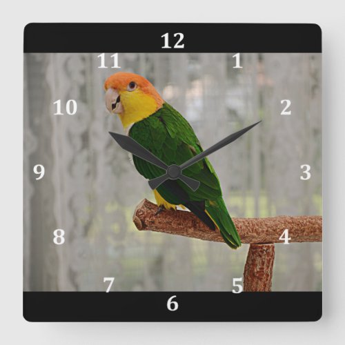 Singing White Bellied Caique Parrot Square Wall Clock