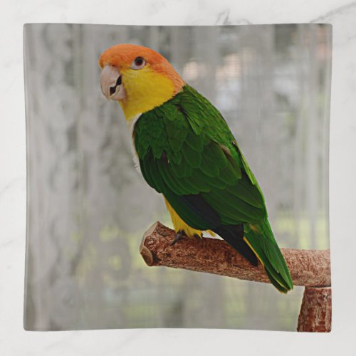 Singing White Bellied Caique Parrot Trinket Tray