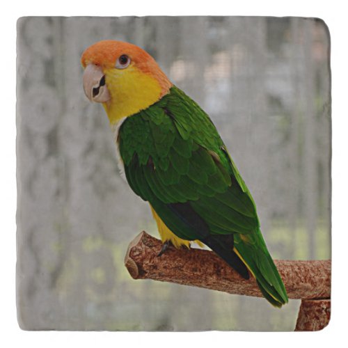 Singing White Bellied Caique Parrot Trivet