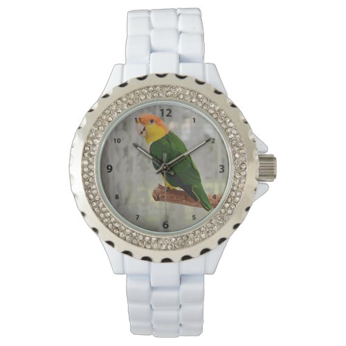 Singing White Bellied Caique Parrot Watch