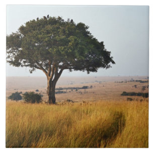Single acacia tree on grassy plains, Masai Mara, Ceramic Tile