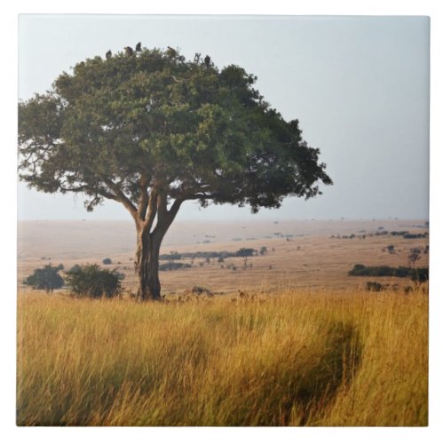 Single acacia tree on grassy plains Masai Mara Ceramic Tile