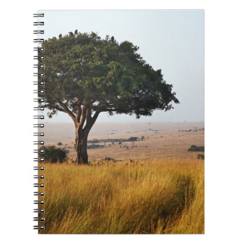 Single acacia tree on grassy plains Masai Mara Notebook