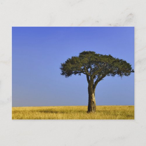 Single Acacia tree on grassy plains Masai Mara Postcard