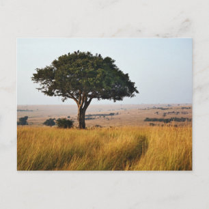Single acacia tree on grassy plains, Masai Mara Postcard