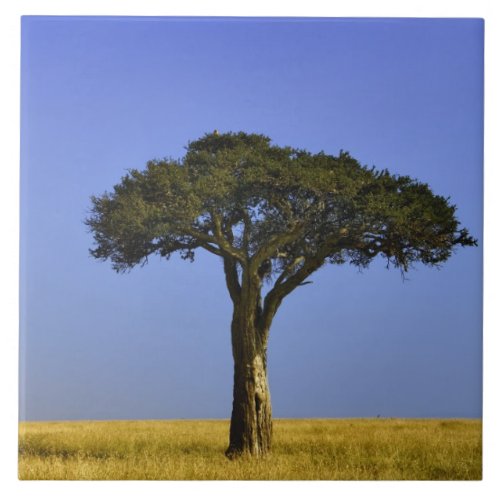 Single Acacia tree on grassy plains Masai Mara Tile