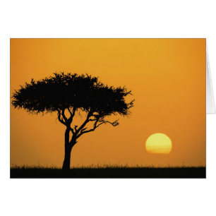 Single Acacia tree silhouetted at sunrise, Masai