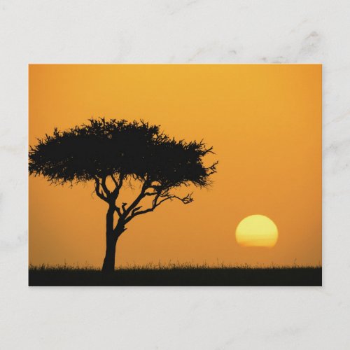 Single Acacia tree silhouetted at sunrise Masai Postcard