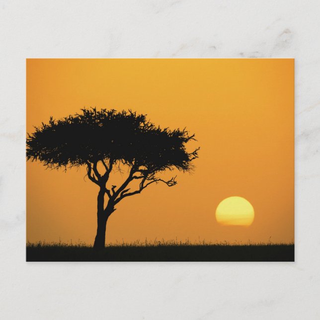 Single Acacia tree silhouetted at sunrise, Masai Postcard (Front)