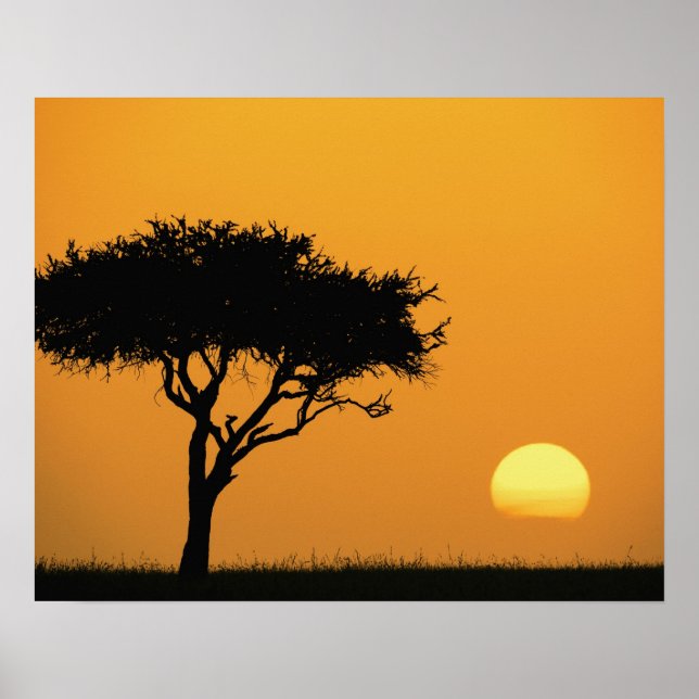 Single Acacia tree silhouetted at sunrise, Masai Poster (Front)