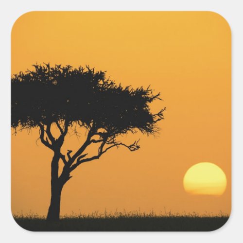 Single Acacia tree silhouetted at sunrise Masai Square Sticker