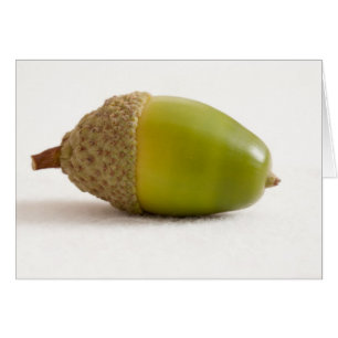Single Acorn with Top Cards
